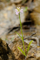 Bosorchis; Common spotted orchid; Dactylorhiza maculata