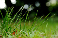 Tandjesgras; Heath-grass; Danthonia decumbens;