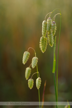 Groot Trilgras; Greater Quaking-grass; Briza maxima