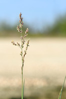 Blauw kweldergras; Borrer's Saltmarsh-grass; Puccinellia fasciculata