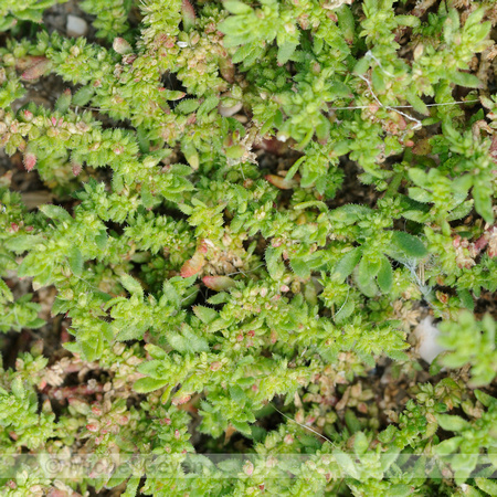 Behaard Breukkruid;Hairy rupturewort;Herniaria hirsuta