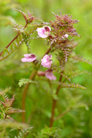 Moeraskartelblad; Marsh Lousewort; Pedicularis palustris