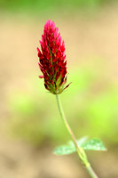 Inkarnaatklaver; Crimson Clover; Trifolium incarnatum
