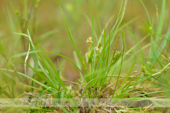 Geelgroene zegge; Yellow sedge; Carex oederi subsp. oedocarpa