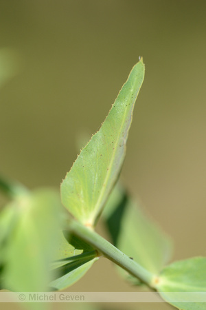Serrate Spurge; Euphorbia serrata