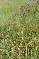 Klein warkruid; Clover dodder; Cuscuta epithymum