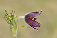 Mountain Pasque Flower; Pulsatilla montana