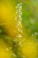 Welriekende Nachtorchis; Lesser Butterfly-Orchid; Platanthera bi
