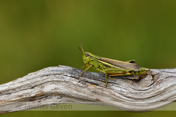 Moerassprinkhaan; Large Marsh Grasshopper; Stethophyma grossum