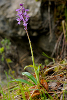 Mannetjesorchis; Orchis mascula; Early-purple Orchid