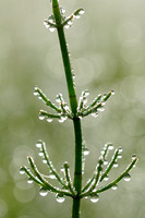 Heermoes; Field horsetail; Equisetum arvense