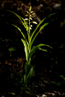 Wit Bosvogeltje; Cephalanthera damasonium;Narrow-Leaved Helleborine;