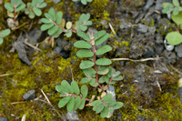 Prostrate Spurge; Euphorbia chamaesyce