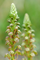 Poppenorchis - Man Orchid - Aceras anthropophorum