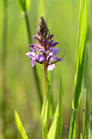 Rietorchis; Southern marsh-orchid; Dactylorhiza majalis subsp. p