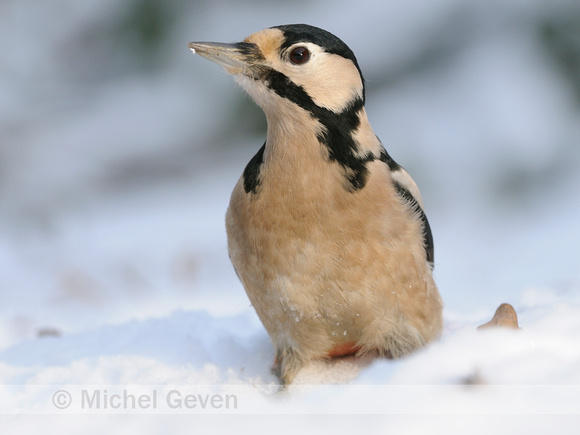 Grote Bonte Specht; Great Spotted Woodpecker;Dendrocopos major