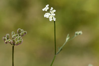 Akkerdoornzaad; Spreading Hedge-parsley; Torillis arvensis