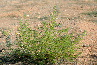 Witte amarant - White pigweed - Amaranthus albus