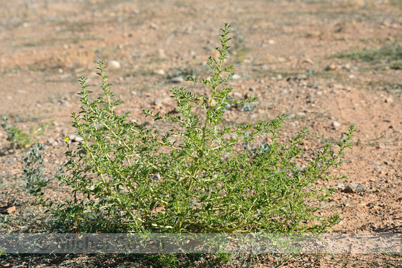 Witte amarant; White pigweed; Amaranthus albus