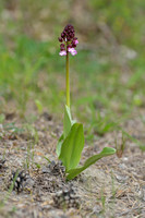 Purperorchis; Lady Orchid; Orchis purpurea;