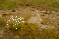 Gewone margriet; Oxeye daisy; Leucanthemum vulgare