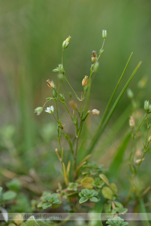 Tengere veldmuur; Fine-leaved Sandwort; Minuartia hybrida