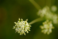 Karwijvarkenskervel; Milk Parsley; Peucedanum carvifolia