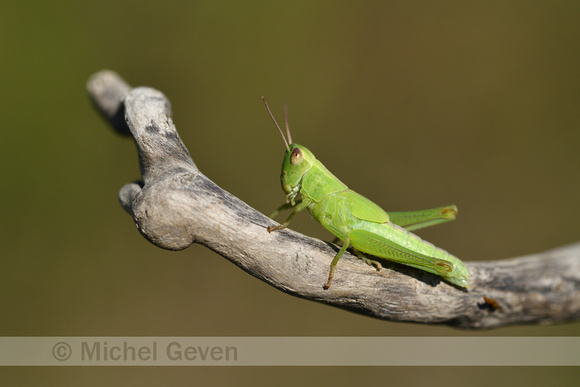 Bleekgroene sprinkhaan; Leek grasshopper; Mecostethus parapleuru