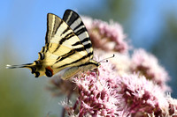 Koningspage; Scarce Swallowtail; Iphiclides podalirius