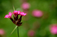 Karthuizer anjer; Clusterhead Pink; Dianthus carthusianorum;