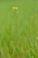 Kleinzadige huttentut; Smallseed Falseflax; Camelina microcarpa