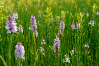 Gevlekte Orchis; Heath Spotted-orchid; Dactylorhiza maculata sub