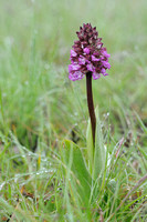 Orchideeënfamilie -  Orchidaceae