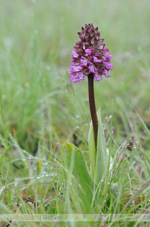 Purperorchis; Lady orchid; Orchis purpurea; Orchis pourpré