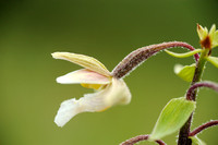 Moeraswespenorchis - Marsh Helleborine - Epipactis palustris