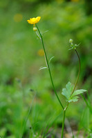 Bosboterbloem; Ranunculus nemorosus; Multiflowered Buttercup
