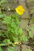 Schijnpapaver - Welsh poppy - Meconopsis cambrica