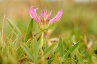 Echte Alpenklaver; Trifolium alpinum; Alpine Clover;
