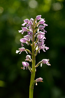 Soldaatje; Military orchid; Orchis militaris