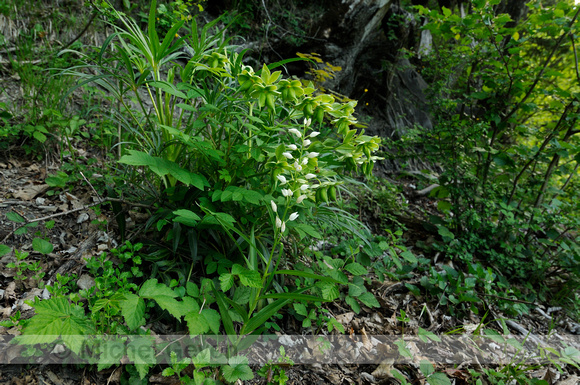 Wit Bosvogeltje; Cephalanthera damasonium;Narrow-Leaved Helleborine;
