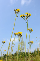 Weidehavikskruid; Meadow Hawkweed; Hieracium caespitosum