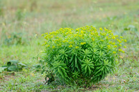 Heksenmelk; Leafy spurge; Euphorbia esula