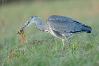 Blauwe Reiger; Ardea cinerea; Grey Heron