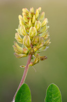 Hokjespeul - Wild Liquorice - Astragalus glycyphyllos