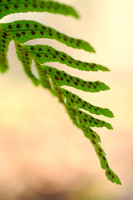 Gewone Eikvaren - Common Polypody -  Polypodium vulgare