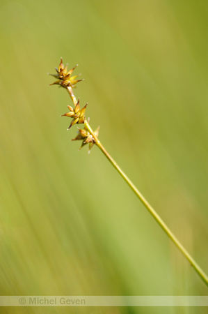 Sterzegge; Star Sedge; Carex echinata;