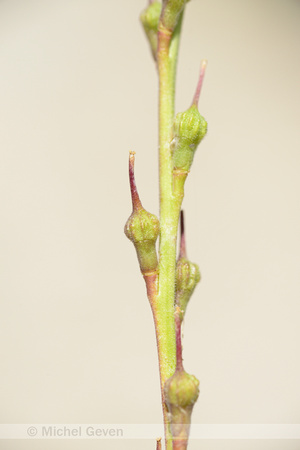 Bolletjesraket; Annual bastard cabbage; Rapistrum rugosum subsp.