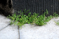 Kransmuur; Four-leaved Allseed;Polycarpon tetraphyllum