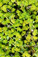 Kaal Breukkruid - Smooth Rupturewort -  Herniaria glabra
