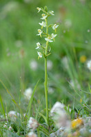 Bergnachtorchis - Greater Butterfly-orchid - Platanthera montana